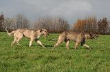 IRISH WOLFHOUND 375